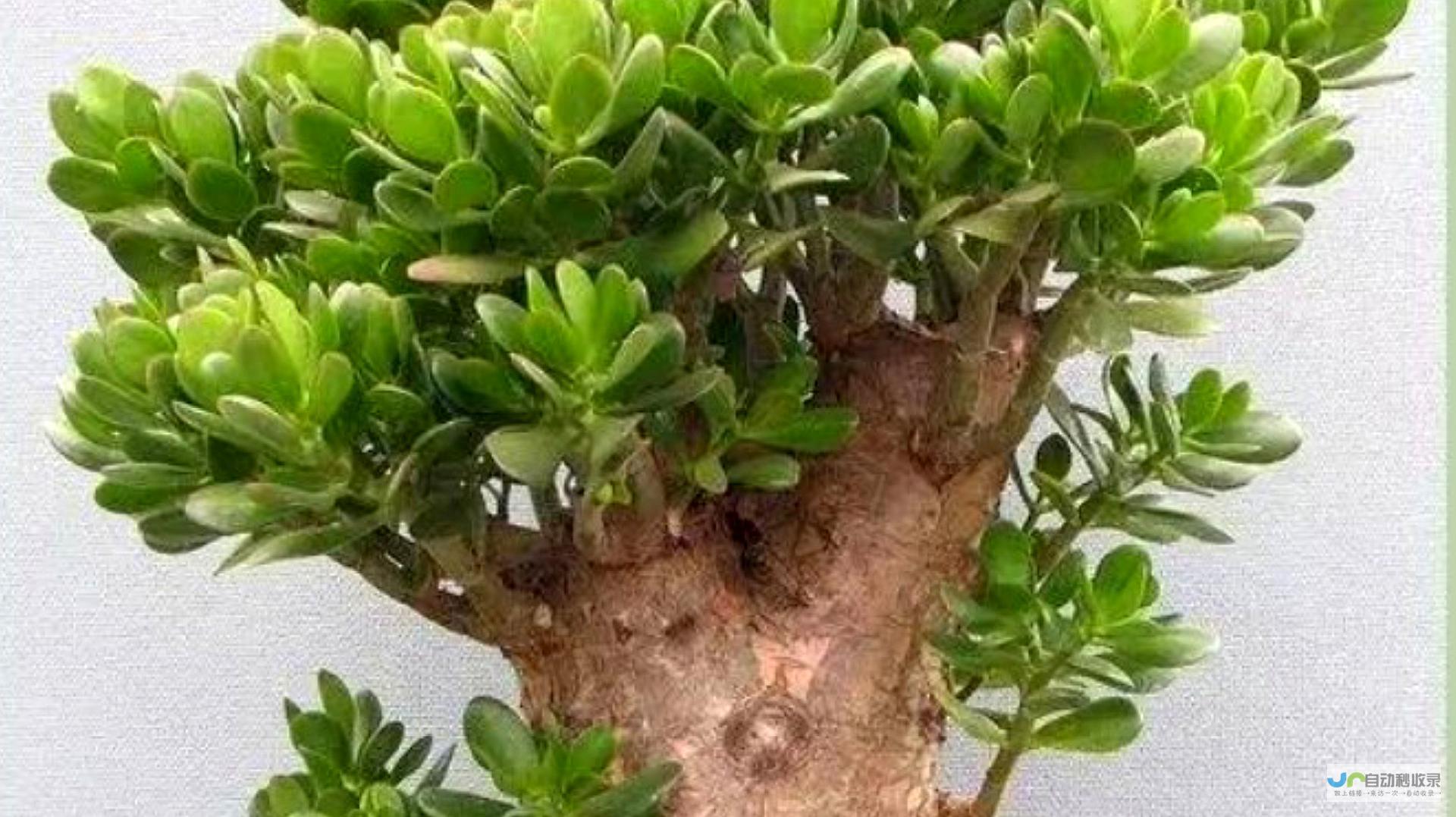玉树网：连接你与云南玉树的桥梁